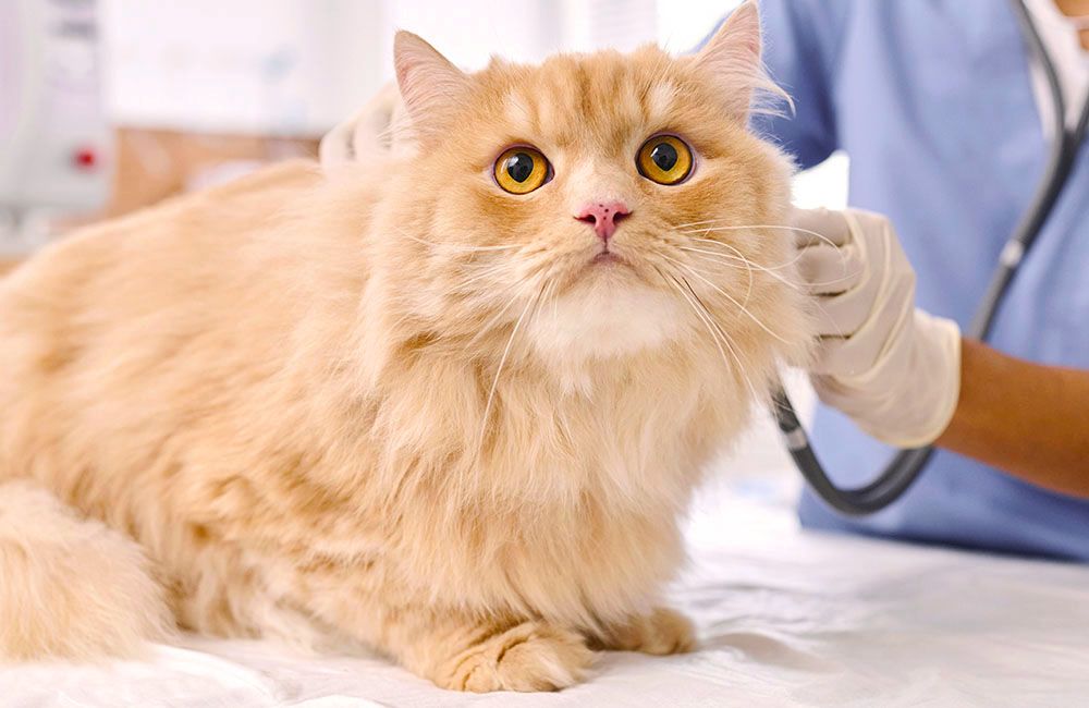 veterinarian checking orange cat