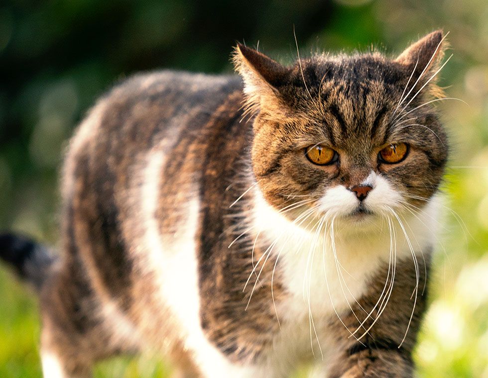 cat walking in garden