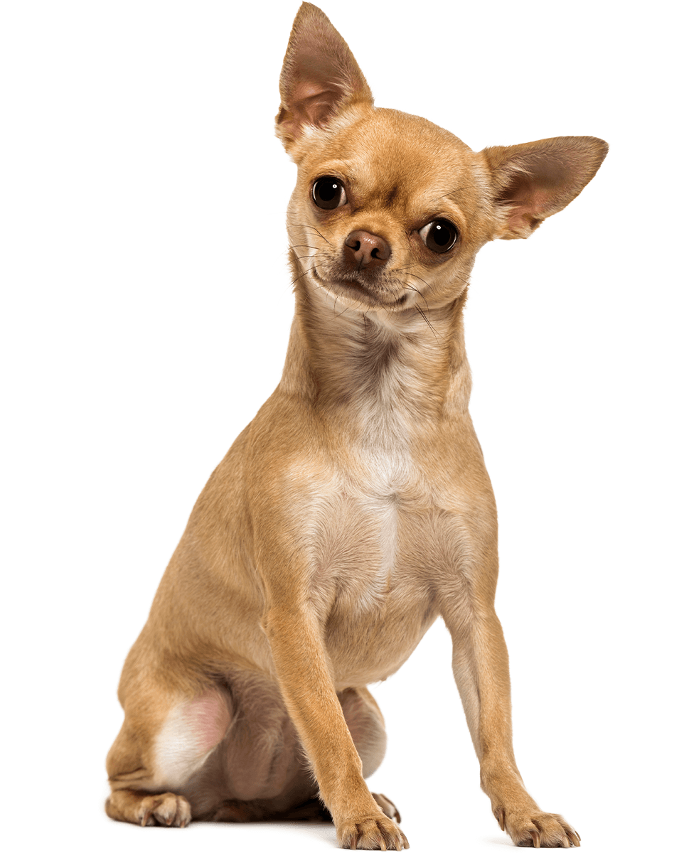 chihuahua sitting transparent background