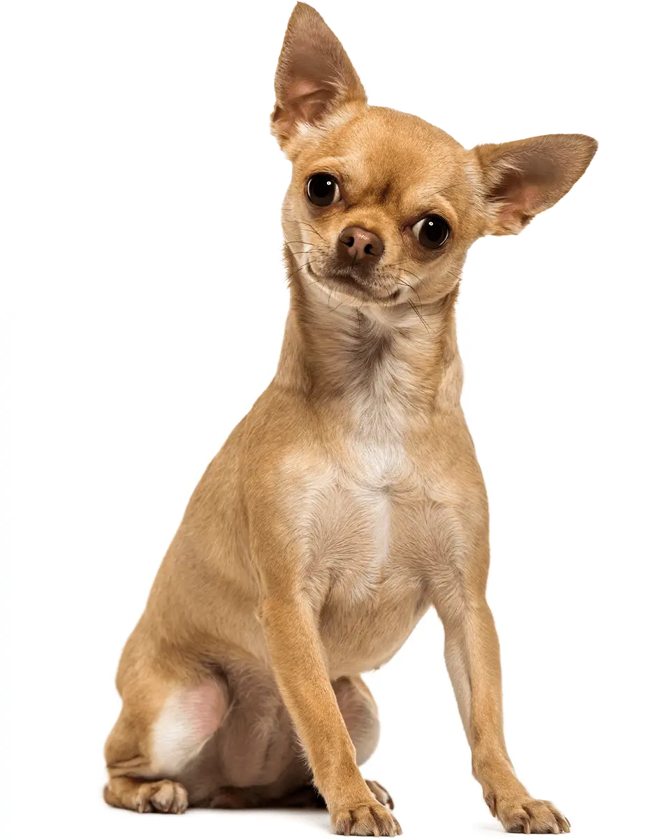 chihuahua sitting transparent background