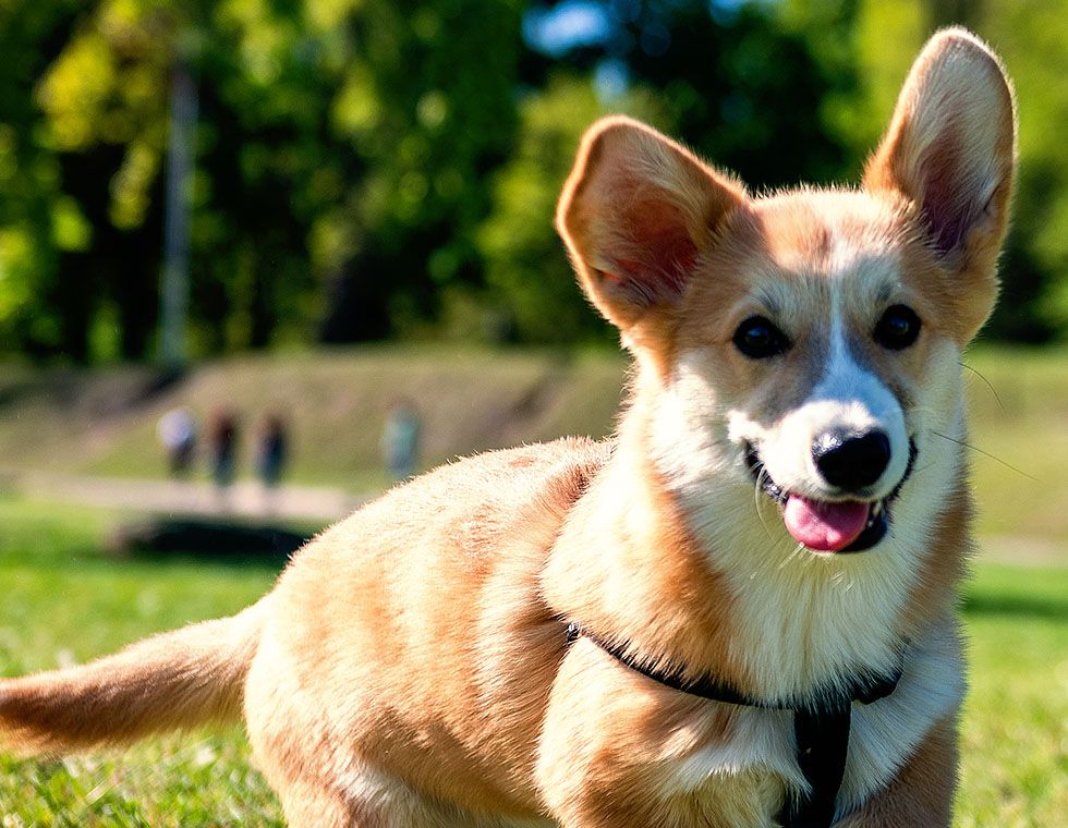 corgi puppy walks at sunny day