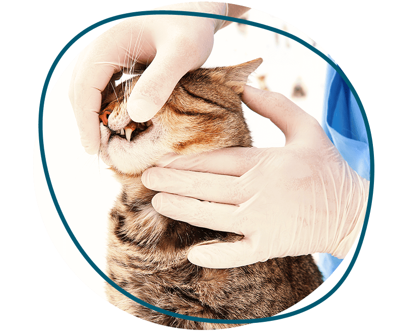veterinarian examining cat teeth