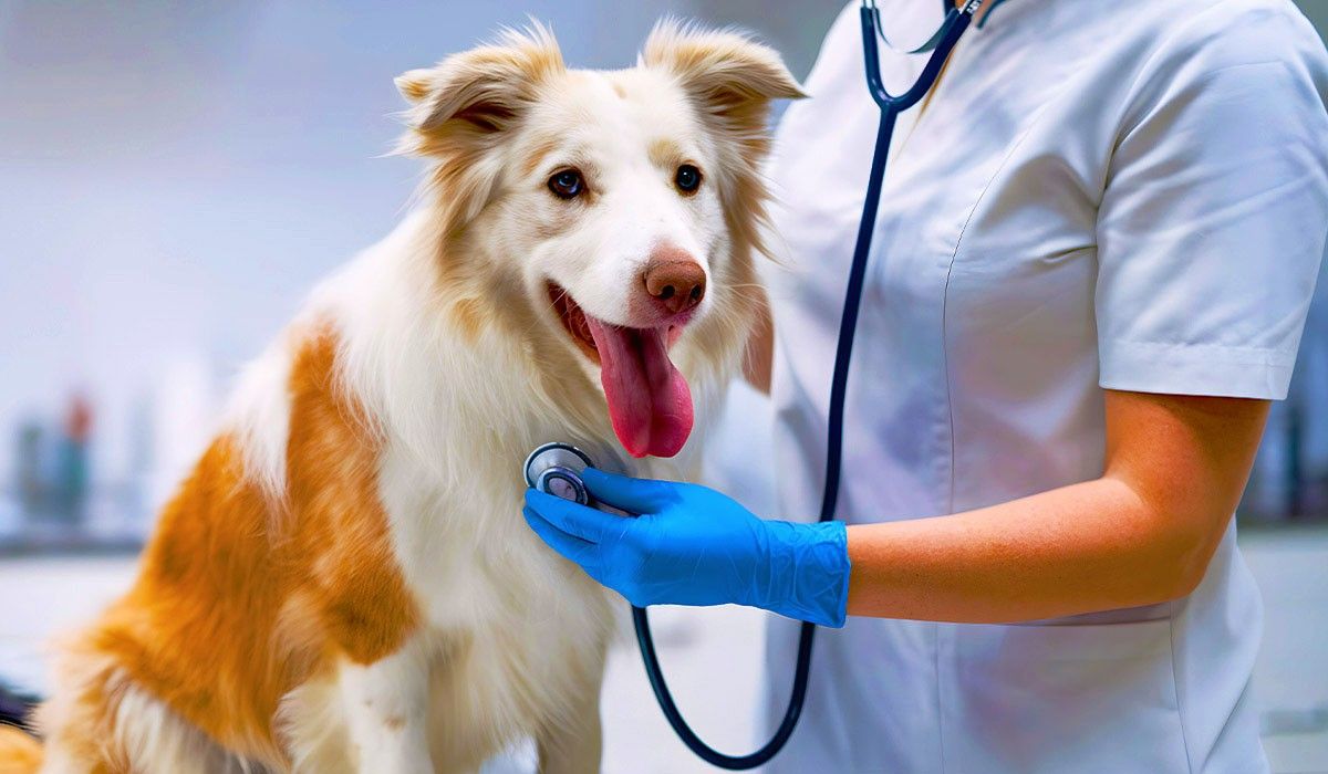 dog-being-examined-by-veterinarian