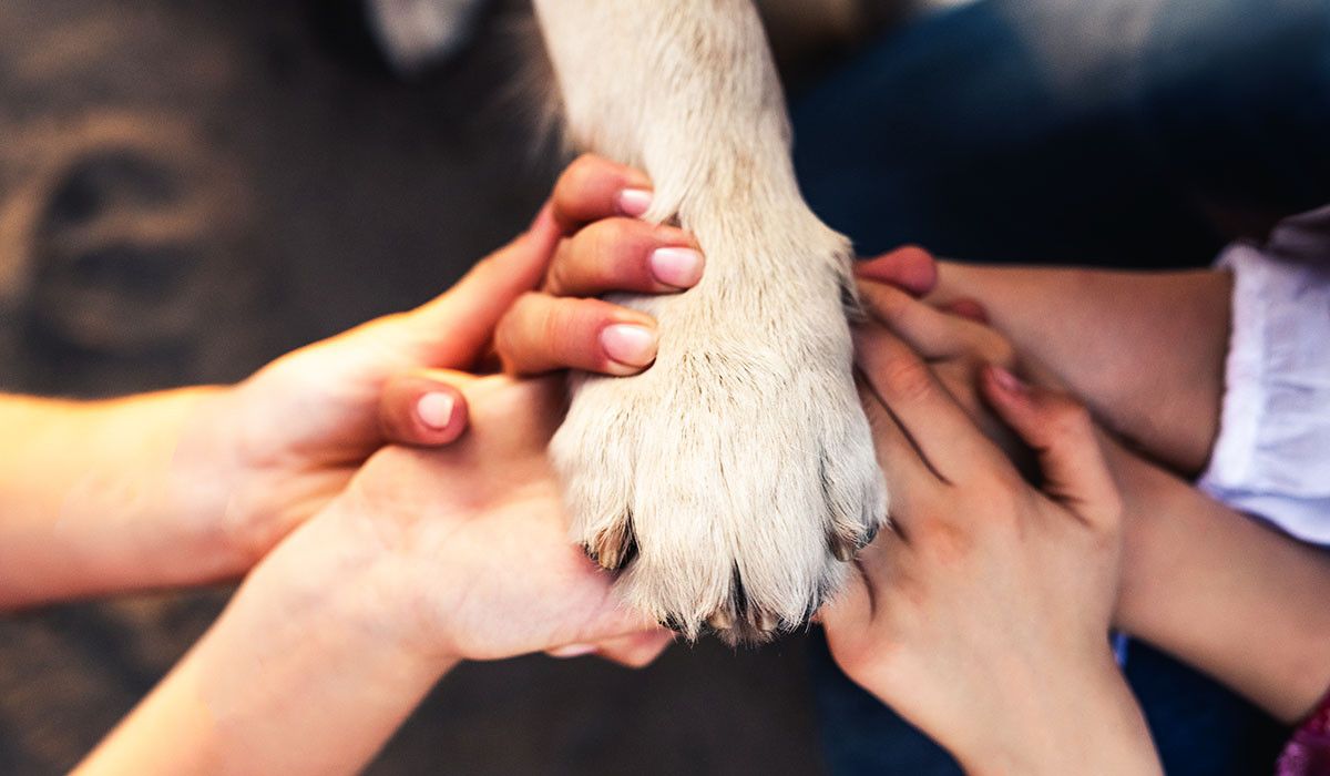 dog-paw-emergency-preparedness