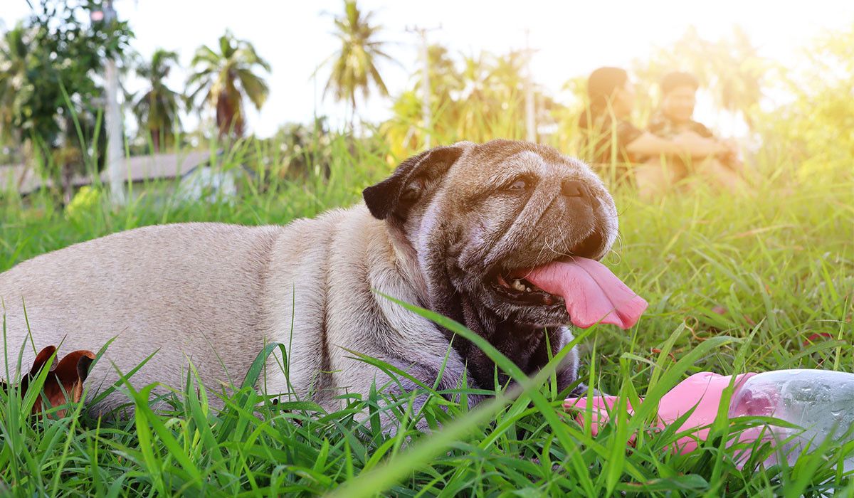 pet-health-checkup-late-summer