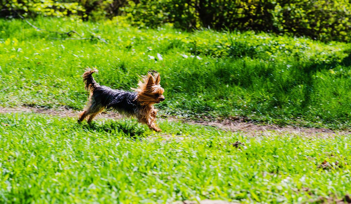 running-dog-on-spring-trail-safety