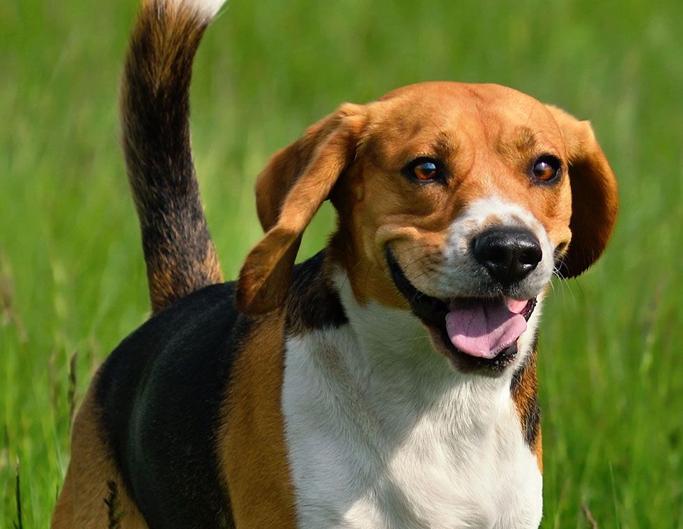 happy dog running at field