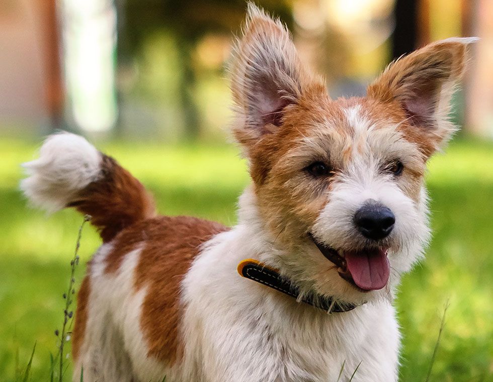 jack russell terrier at park
