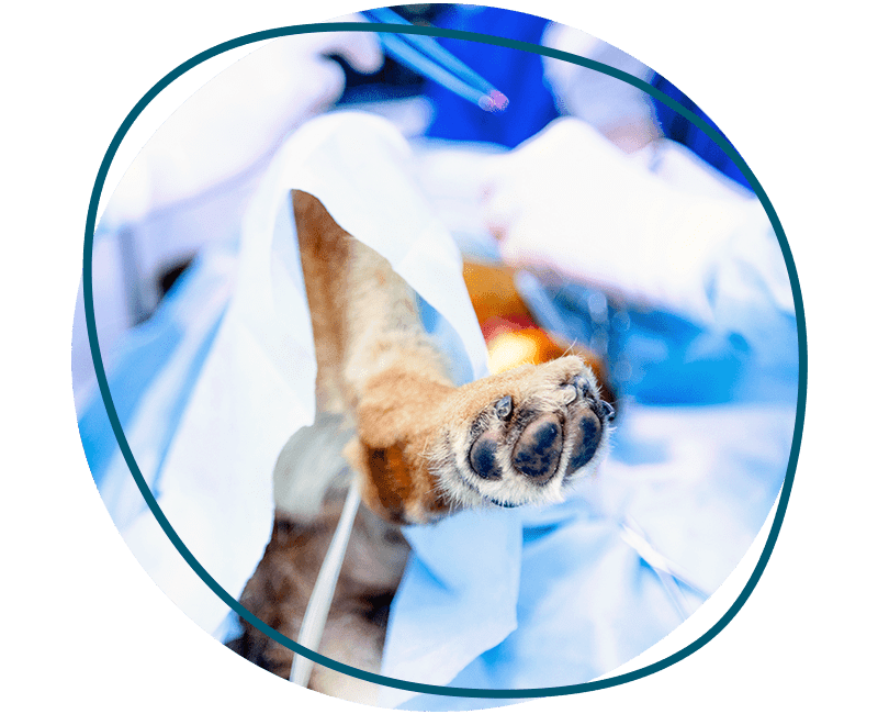 dog at surgery operation