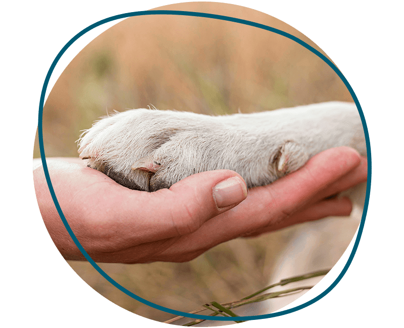 person holding dog's paw