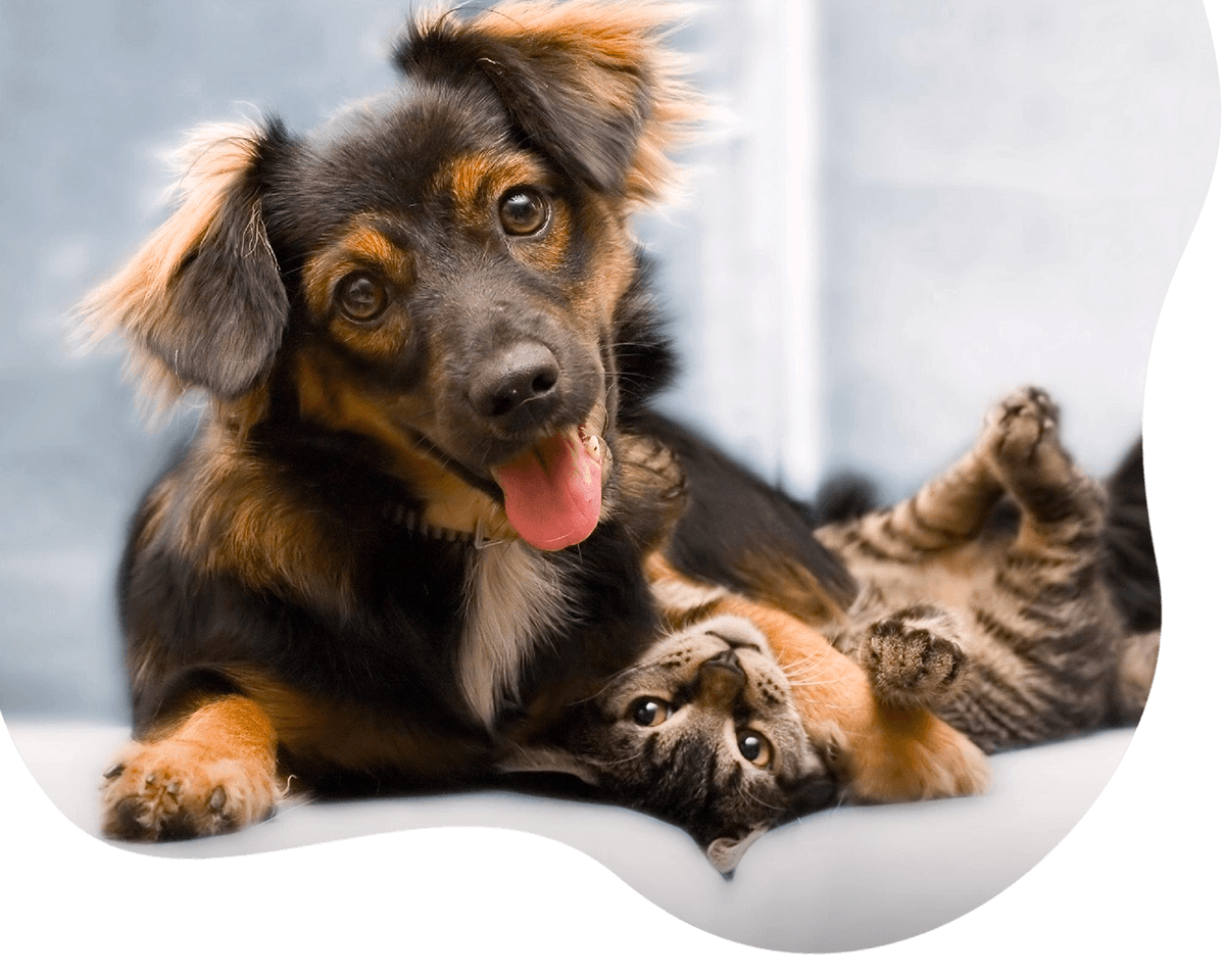 playful dog and a cat together indoor