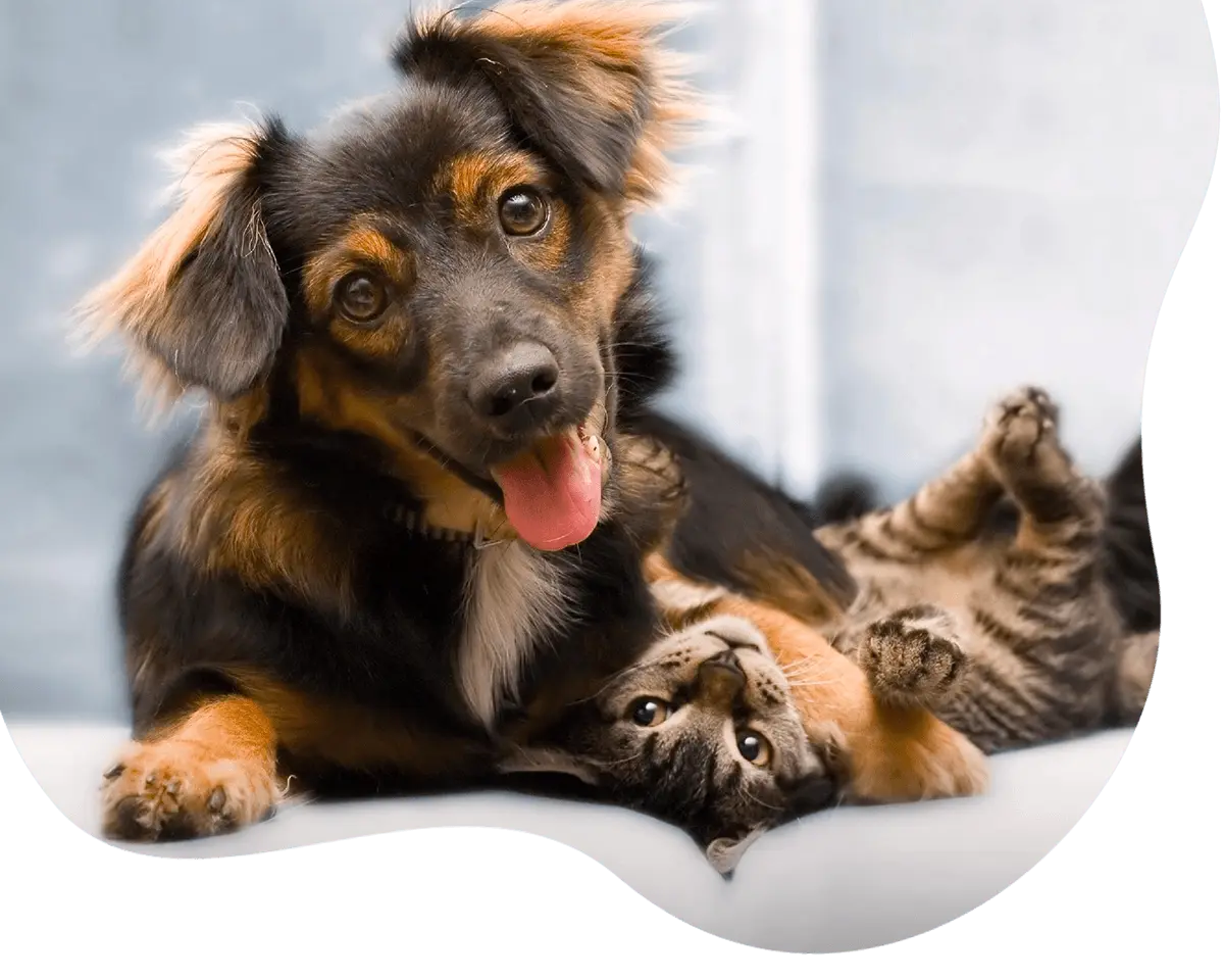 playful dog and a cat together indoor