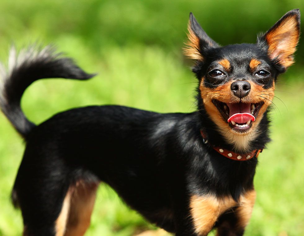 smile black dog outside