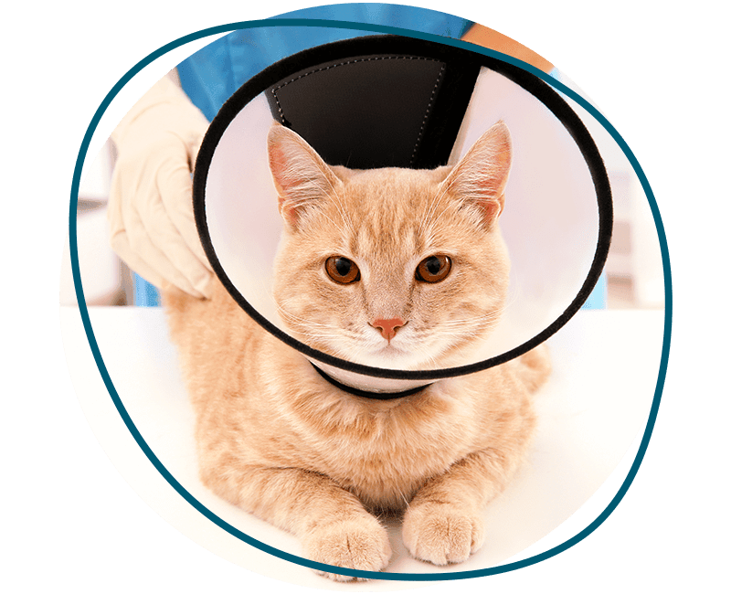 cat with after cone surgery