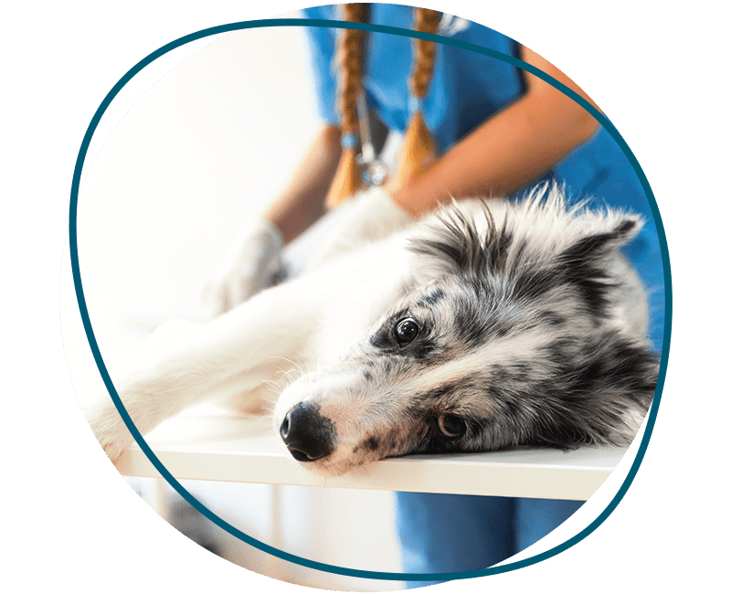 veterinarian examining dog lying at table