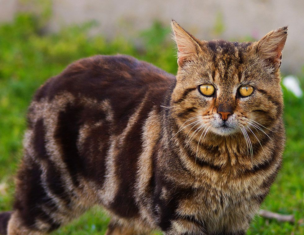 tabby cat at field