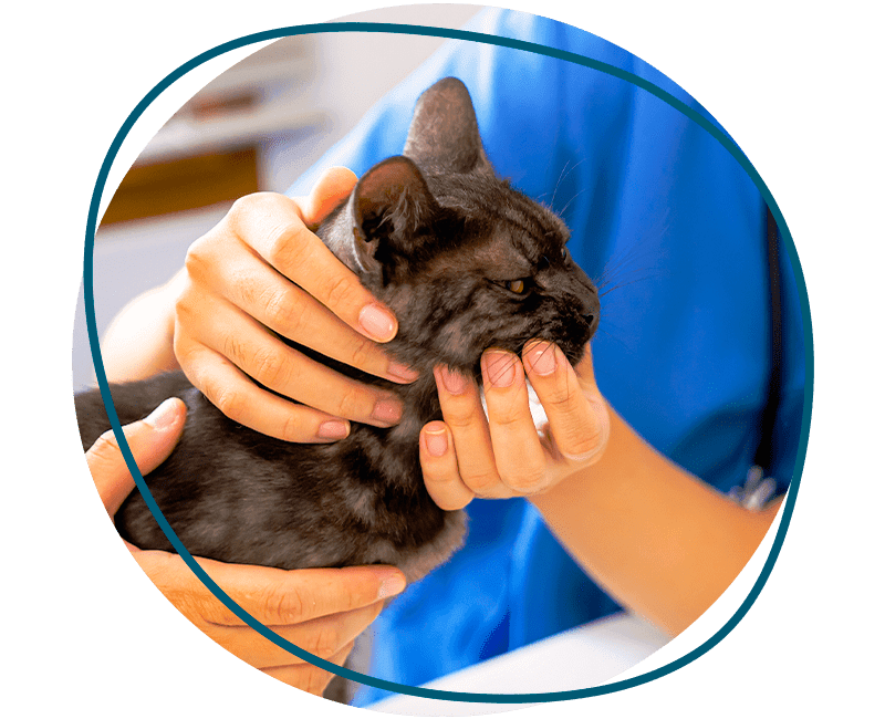 vet examining cute cat with its owner 