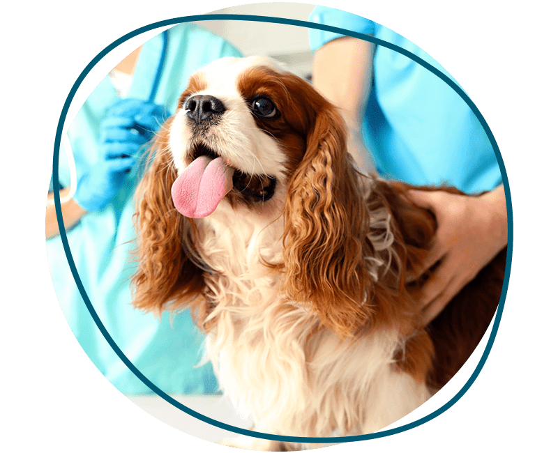 veterinarian holding cute dog