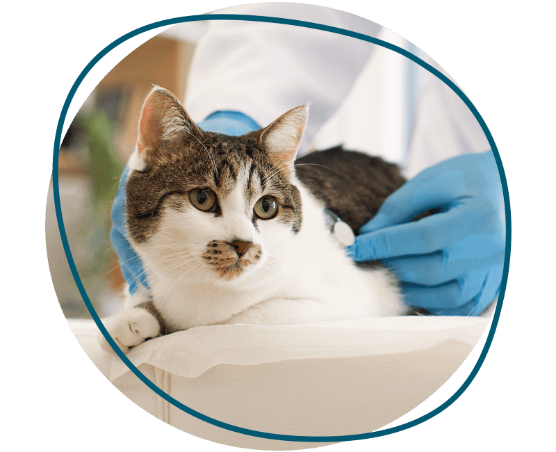vet checking a tabby cat with stethoscope