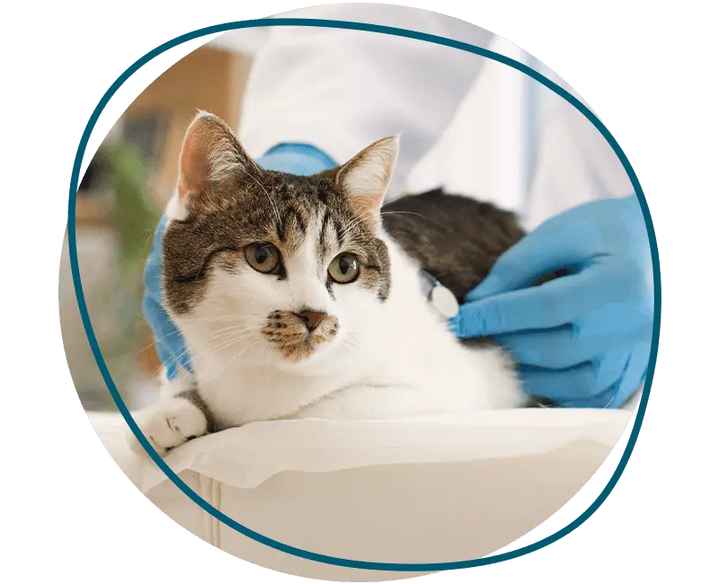 vet checking a tabby cat with stethoscope
