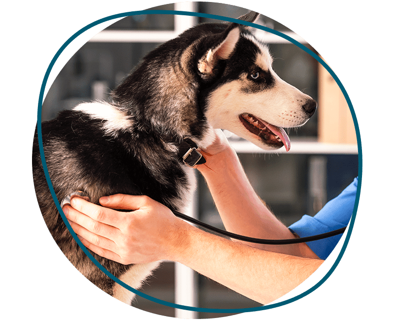 dog stands still while vet examines her