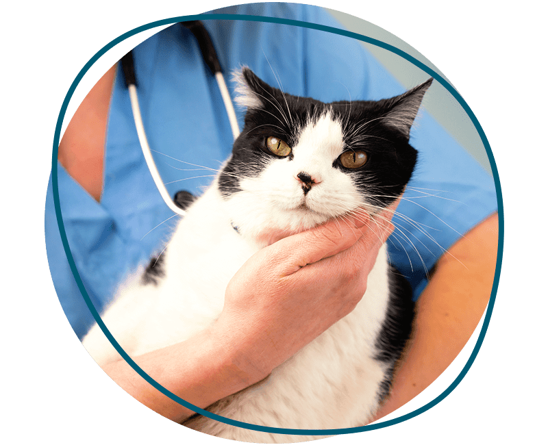 veterinarian listening to a kitten's heartbeat with a stethoscope